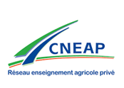 Cneap