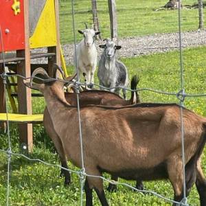 SORTIE_FERME_11_05_5_original