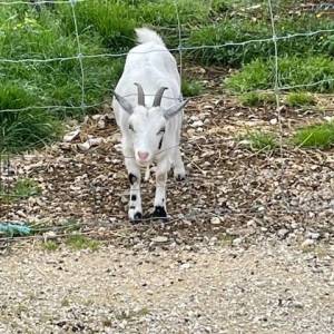 SORTIE_FERME_11_05_9_original