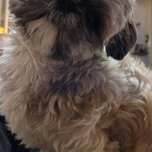 WhatsApp_Image_2025-12-05_a_07.41.11_19586ec0_original