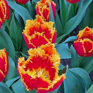 WhatsApp_Image_2026-04-02_at_00.15.30_2_original